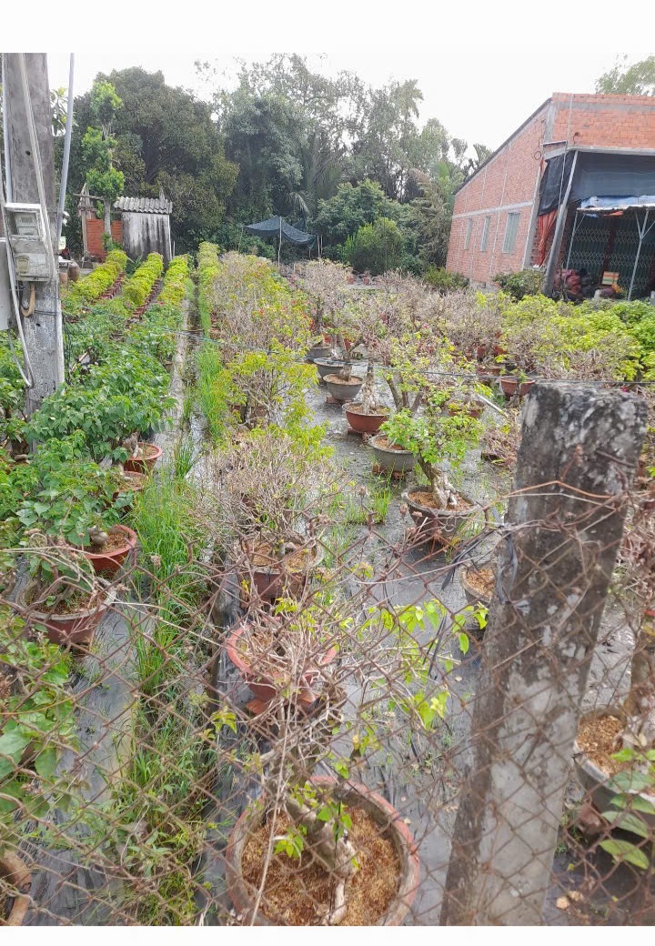 Bán 2 lô đất rẻ 500m2 giá 1 tỷ 2 ở Ấp Hòa 2, Vĩnh Hòa