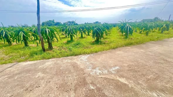 BÁN ĐẤT GÓC 2 MẶT TIỀN – KHU PHỐ XUÂN ĐIỀN, HÀM HIỆP – ĐẤT CÂY LÂU NĂM