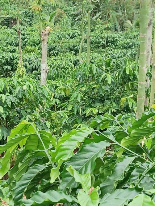 Cần bán rẫy cà phê tại Thôn 11, Trường Xuân – Đắk Song, Đăk Nông - 2,3 tỷ